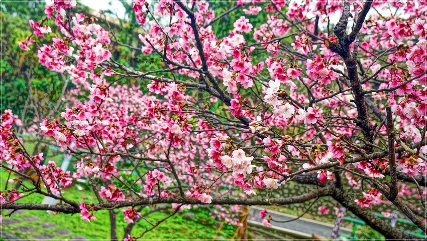 新北市新店區新店屈尺櫻花公園：現正盛放山櫻花寒櫻，快來感受櫻花的迷人風采