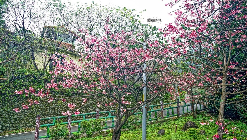 新北市新店區新店屈尺櫻花公園：現正盛放山櫻花寒櫻，快來感受櫻花的迷人風采