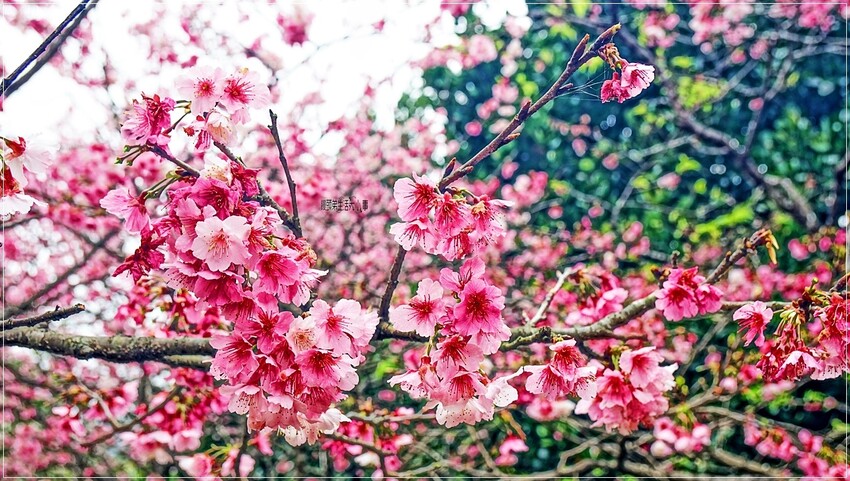 新北市新店區新店屈尺櫻花公園：現正盛放山櫻花寒櫻，快來感受櫻花的迷人風采