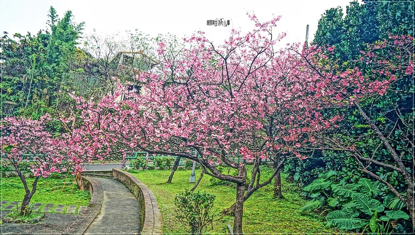 新北市新店區新店屈尺櫻花公園：現正盛放山櫻花寒櫻，快來感受櫻花的迷人風采