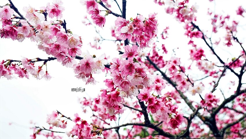 新北市新店區新店屈尺櫻花公園：現正盛放山櫻花寒櫻，快來感受櫻花的迷人風采