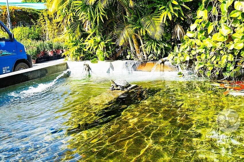 台中市后里區台中賞花景點|中社觀光花市-歐式花園賞鬱金香花海、落雨松，門票優惠、花況、交通資訊攻略|烤肉吃到飽