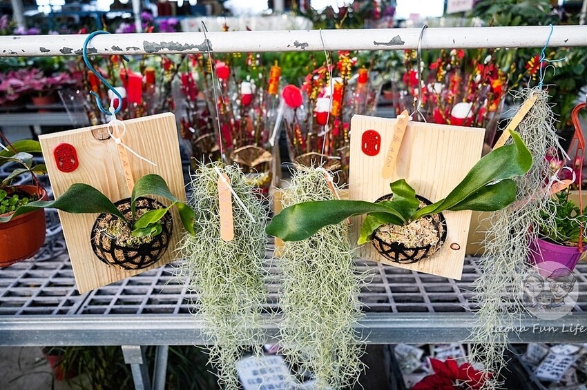 台中市后里區台中賞花景點|中社觀光花市-歐式花園賞鬱金香花海、落雨松，門票優惠、花況、交通資訊攻略|烤肉吃到飽