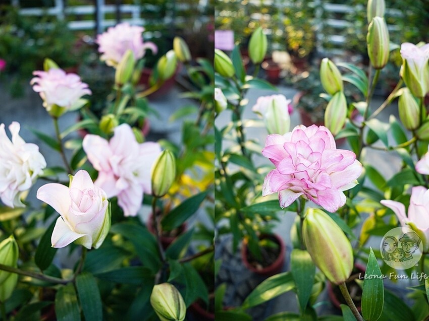 台中市后里區台中賞花景點|中社觀光花市-歐式花園賞鬱金香花海、落雨松，門票優惠、花況、交通資訊攻略|烤肉吃到飽
