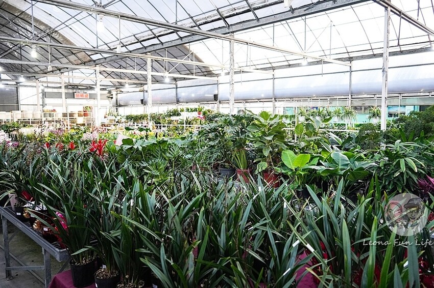 台中市后里區台中賞花景點|中社觀光花市-歐式花園賞鬱金香花海、落雨松，門票優惠、花況、交通資訊攻略|烤肉吃到飽