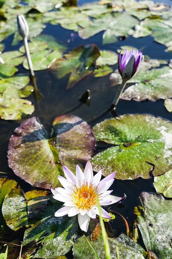 台中市后里區台中賞花景點|中社觀光花市-歐式花園賞鬱金香花海、落雨松，門票優惠、花況、交通資訊攻略|烤肉吃到飽