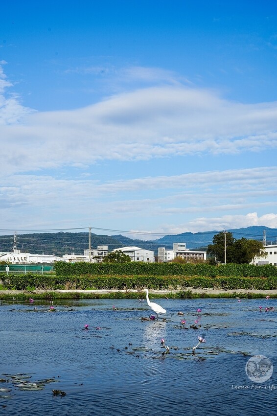台中市后里區台中賞花景點|中社觀光花市-歐式花園賞鬱金香花海、落雨松，門票優惠、花況、交通資訊攻略|烤肉吃到飽