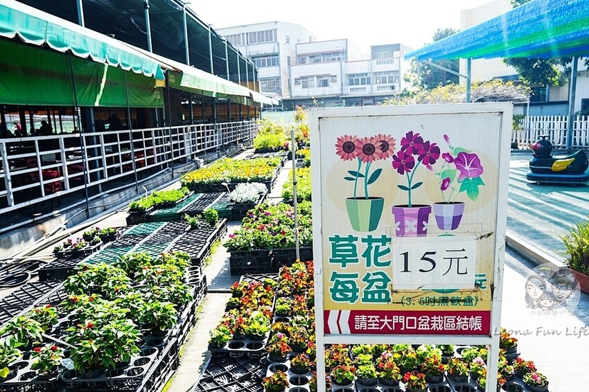 台中市后里區台中賞花景點|中社觀光花市-歐式花園賞鬱金香花海、落雨松，門票優惠、花況、交通資訊攻略|烤肉吃到飽