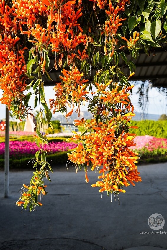 台中市后里區台中賞花景點|中社觀光花市-歐式花園賞鬱金香花海、落雨松，門票優惠、花況、交通資訊攻略|烤肉吃到飽