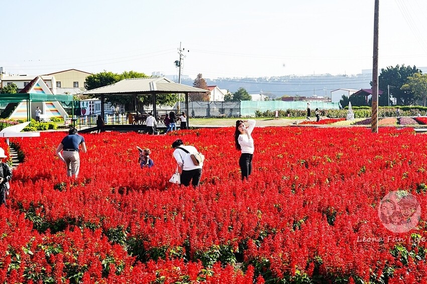 台中市后里區台中賞花景點|中社觀光花市-歐式花園賞鬱金香花海、落雨松，門票優惠、花況、交通資訊攻略|烤肉吃到飽