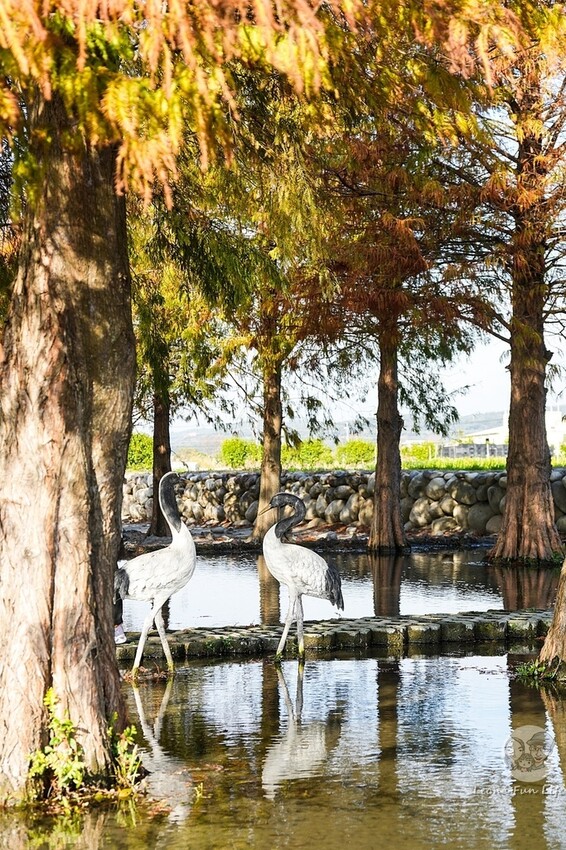 台中市后里區台中賞花景點|中社觀光花市-歐式花園賞鬱金香花海、落雨松，門票優惠、花況、交通資訊攻略|烤肉吃到飽