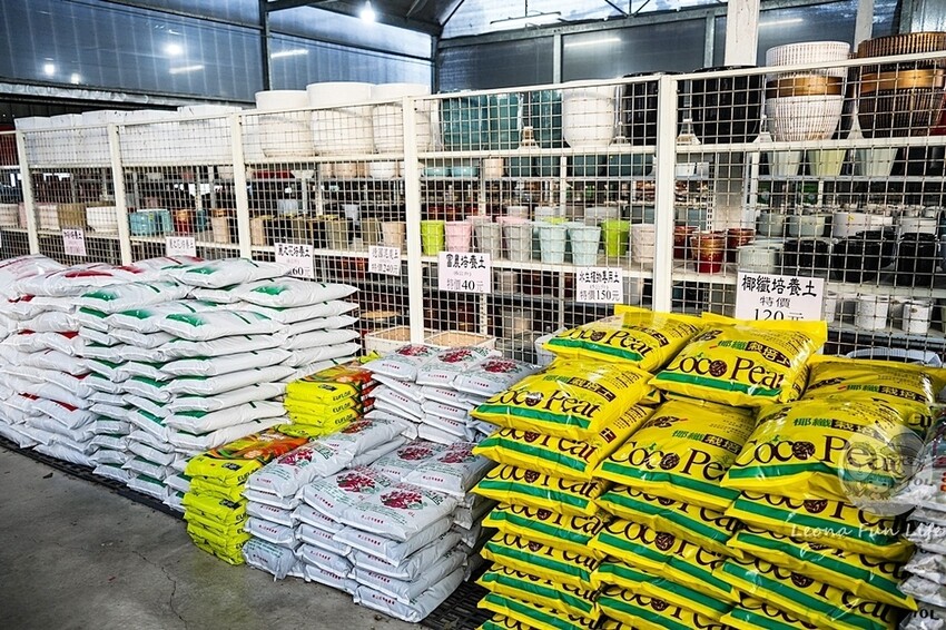 台中市后里區台中賞花景點|中社觀光花市-歐式花園賞鬱金香花海、落雨松，門票優惠、花況、交通資訊攻略|烤肉吃到飽