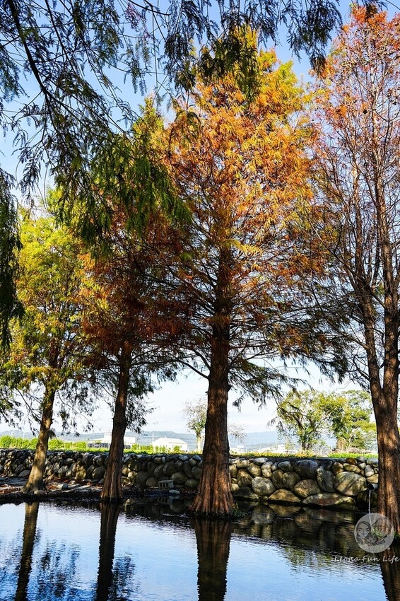 台中市后里區台中賞花景點|中社觀光花市-歐式花園賞鬱金香花海、落雨松，門票優惠、花況、交通資訊攻略|烤肉吃到飽