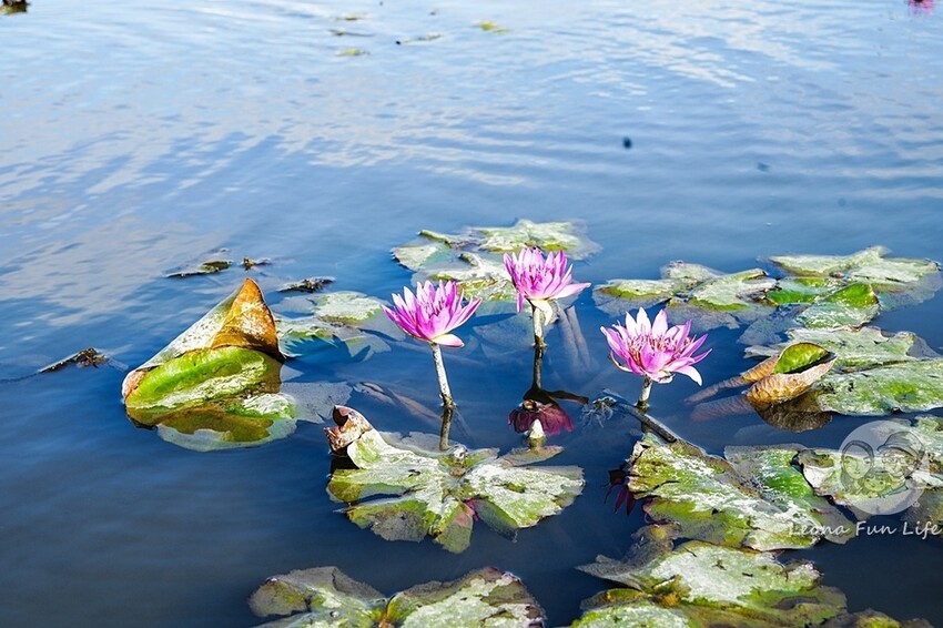 台中市后里區台中賞花景點|中社觀光花市-歐式花園賞鬱金香花海、落雨松，門票優惠、花況、交通資訊攻略|烤肉吃到飽
