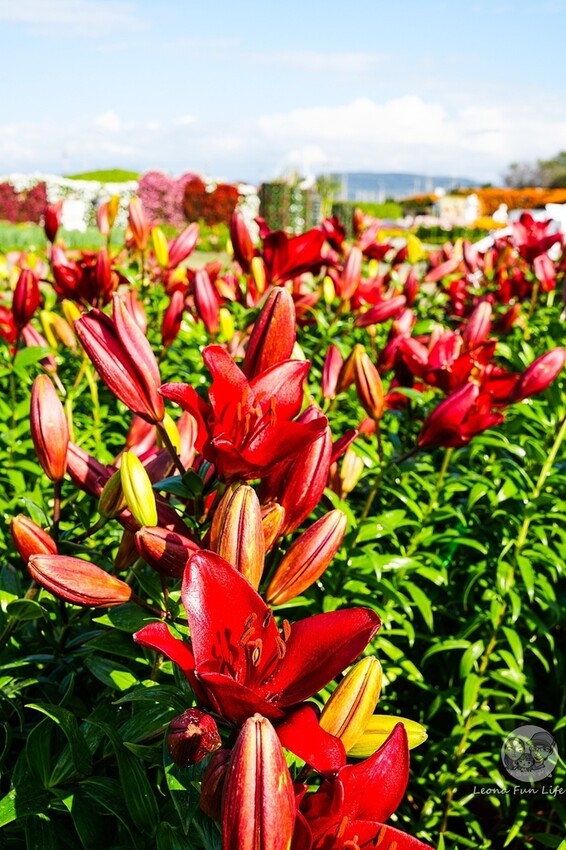 台中市后里區台中賞花景點|中社觀光花市-歐式花園賞鬱金香花海、落雨松，門票優惠、花況、交通資訊攻略|烤肉吃到飽