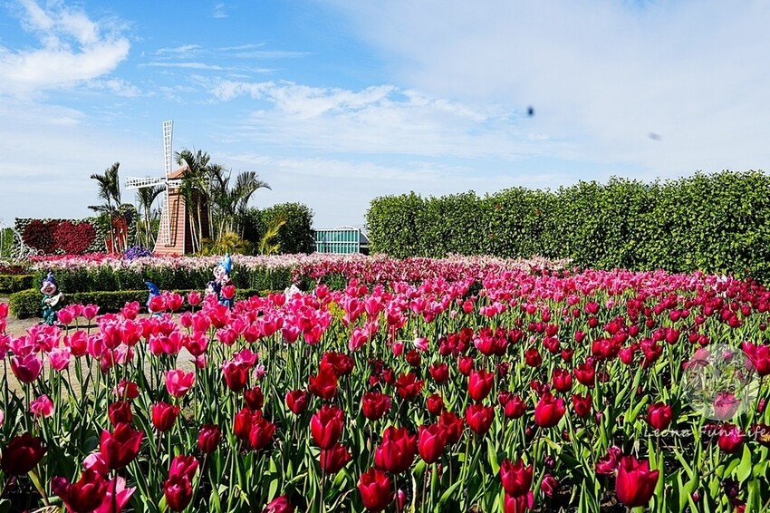 台中市后里區台中賞花景點|中社觀光花市-歐式花園賞鬱金香花海、落雨松，門票優惠、花況、交通資訊攻略|烤肉吃到飽