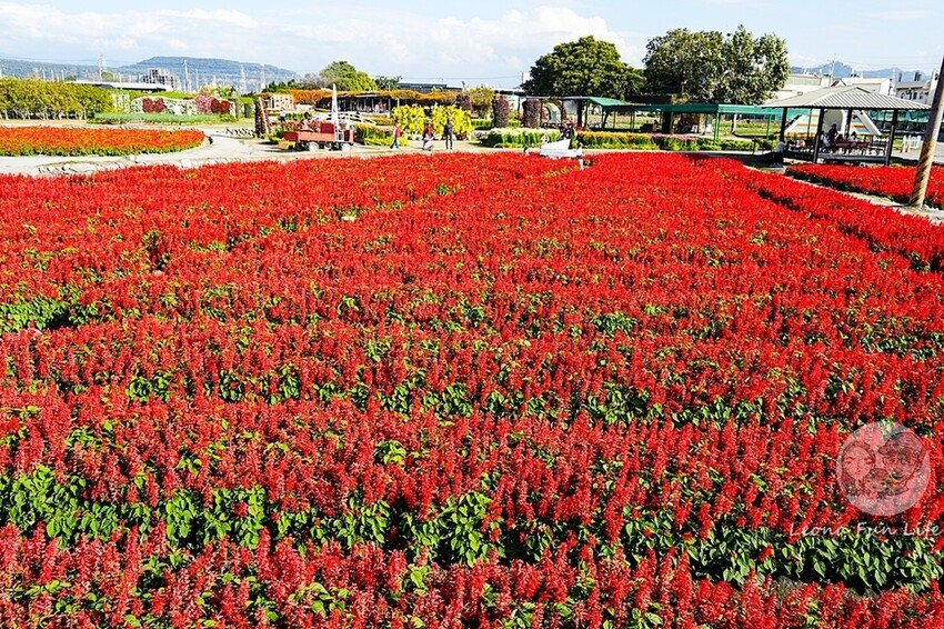台中市后里區台中賞花景點|中社觀光花市-歐式花園賞鬱金香花海、落雨松，門票優惠、花況、交通資訊攻略|烤肉吃到飽