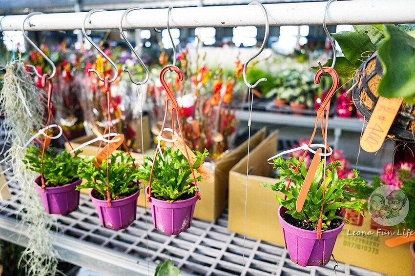 台中市后里區台中賞花景點|中社觀光花市-歐式花園賞鬱金香花海、落雨松，門票優惠、花況、交通資訊攻略|烤肉吃到飽