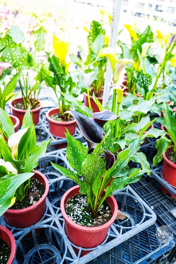 台中市后里區台中賞花景點|中社觀光花市-歐式花園賞鬱金香花海、落雨松，門票優惠、花況、交通資訊攻略|烤肉吃到飽