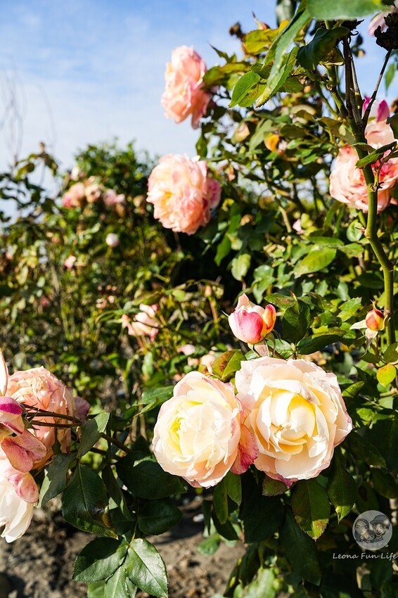 台中市后里區台中賞花景點|中社觀光花市-歐式花園賞鬱金香花海、落雨松，門票優惠、花況、交通資訊攻略|烤肉吃到飽