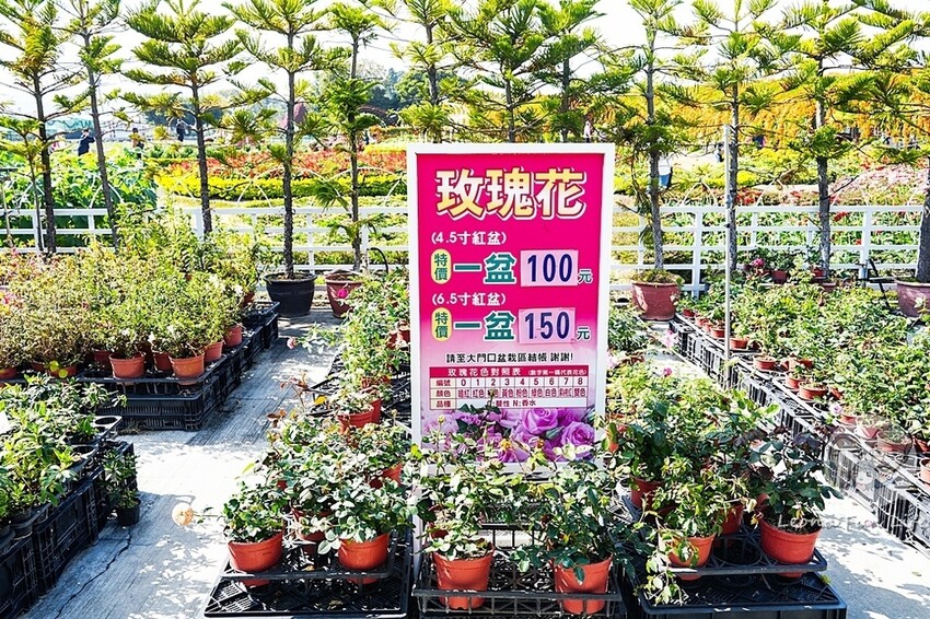 台中市后里區台中賞花景點|中社觀光花市-歐式花園賞鬱金香花海、落雨松，門票優惠、花況、交通資訊攻略|烤肉吃到飽