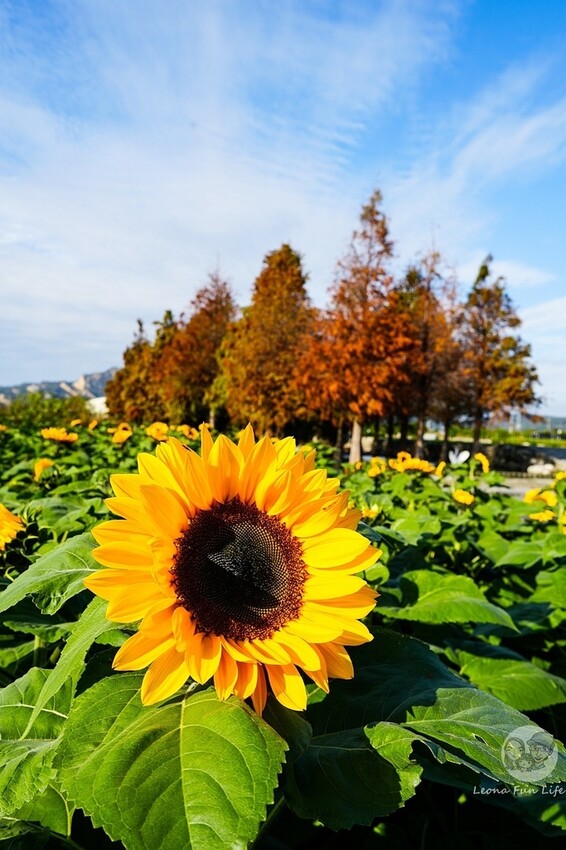 台中市后里區台中賞花景點|中社觀光花市-歐式花園賞鬱金香花海、落雨松，門票優惠、花況、交通資訊攻略|烤肉吃到飽