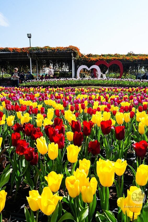 台中市后里區台中賞花景點|中社觀光花市-歐式花園賞鬱金香花海、落雨松，門票優惠、花況、交通資訊攻略|烤肉吃到飽