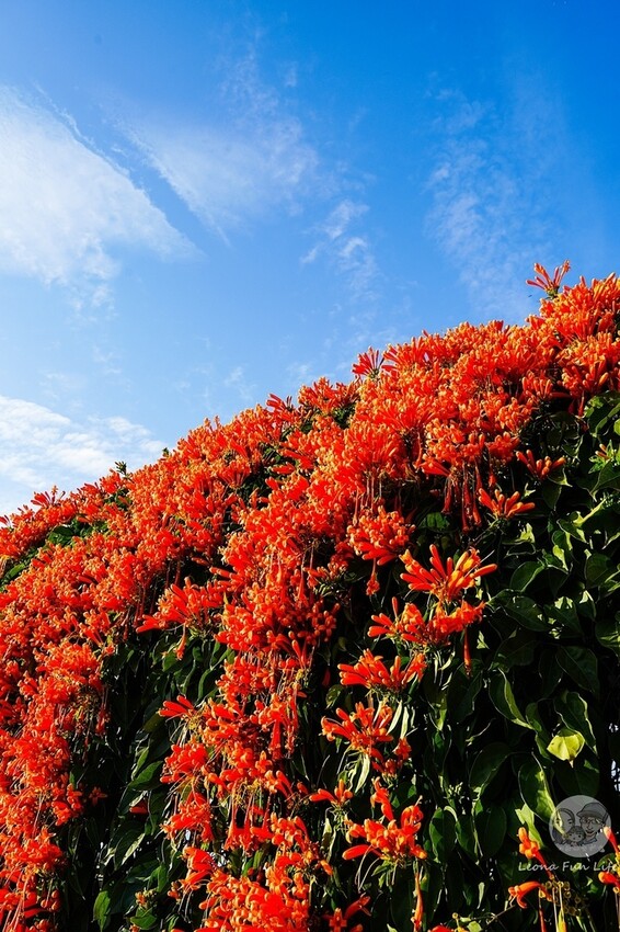台中市后里區台中賞花景點|中社觀光花市-歐式花園賞鬱金香花海、落雨松，門票優惠、花況、交通資訊攻略|烤肉吃到飽