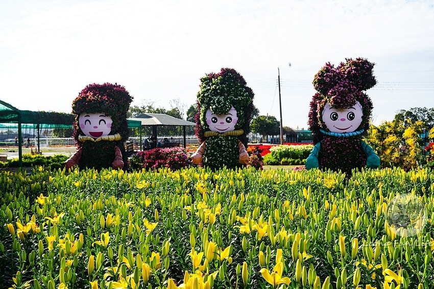 台中市后里區台中賞花景點|中社觀光花市-歐式花園賞鬱金香花海、落雨松，門票優惠、花況、交通資訊攻略|烤肉吃到飽