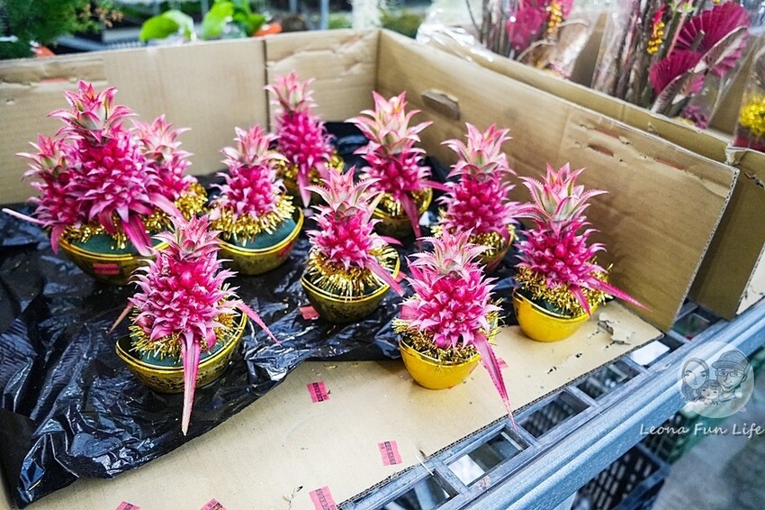 台中市后里區台中賞花景點|中社觀光花市-歐式花園賞鬱金香花海、落雨松，門票優惠、花況、交通資訊攻略|烤肉吃到飽