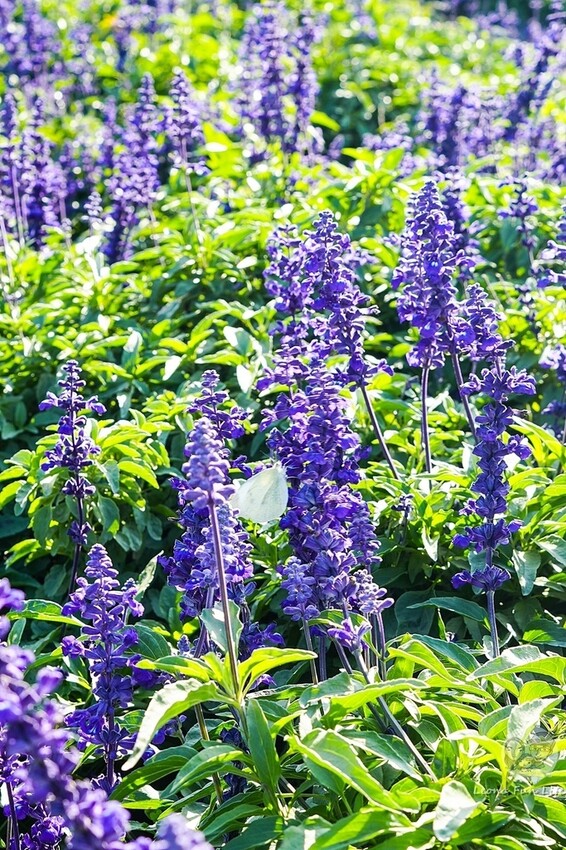 台中市后里區台中賞花景點|中社觀光花市-歐式花園賞鬱金香花海、落雨松，門票優惠、花況、交通資訊攻略|烤肉吃到飽