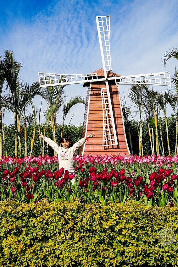 台中市后里區台中賞花景點|中社觀光花市-歐式花園賞鬱金香花海、落雨松，門票優惠、花況、交通資訊攻略|烤肉吃到飽