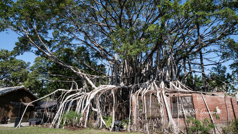 台中市西區台中景點｜日宅建築群必訪／國家漫畫博物館籌備處