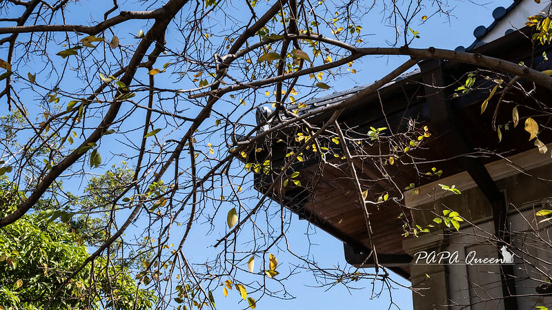 台中市西區台中景點｜日宅建築群必訪／國家漫畫博物館籌備處