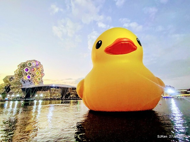 「黃色小鴨 Rubber Duck」由荷蘭藝術家霍夫曼(Florentijn Hofman)創作 exhibitied at Koashiung harbour from 2024.01.27 ~ 2024.02.25, by SJKen, Jan 27, 2024.