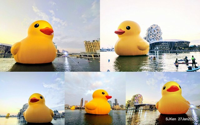 「黃色小鴨 Rubber Duck」由荷蘭藝術家霍夫曼(Florentijn Hofman)創作 exhibitied at Koashiung harbour from 2024.01.27 ~ 2024.02.25, by SJKen, Jan 27, 2024.