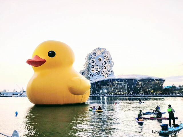 「黃色小鴨 Rubber Duck」由荷蘭藝術家霍夫曼(Florentijn Hofman)創作 exhibitied at Koashiung harbour from 2024.01.27 ~ 2024.02.25, by SJKen, Jan 27, 2024.