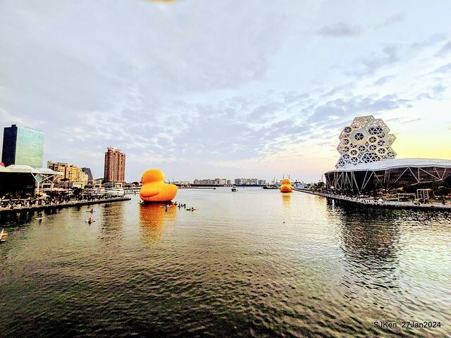 「黃色小鴨 Rubber Duck」由荷蘭藝術家霍夫曼(Florentijn Hofman)創作 exhibitied at Koashiung harbour from 2024.01.27 ~ 2024.02.25, by SJKen, Jan 27, 2024.