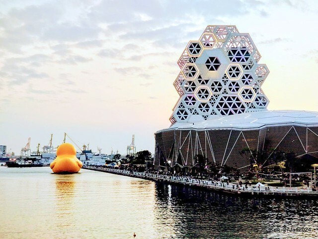 「黃色小鴨 Rubber Duck」由荷蘭藝術家霍夫曼(Florentijn Hofman)創作 exhibitied at Koashiung harbour from 2024.01.27 ~ 2024.02.25, by SJKen, Jan 27, 2024.