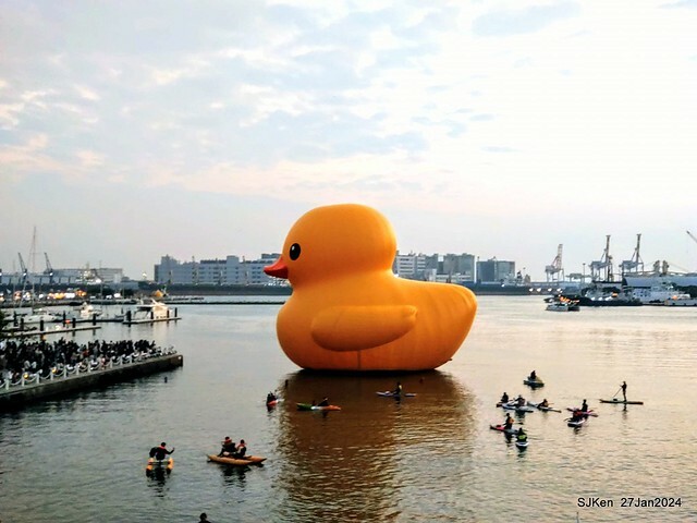 「黃色小鴨 Rubber Duck」由荷蘭藝術家霍夫曼(Florentijn Hofman)創作 exhibitied at Koashiung harbour from 2024.01.27 ~ 2024.02.25, by SJKen, Jan 27, 2024.
