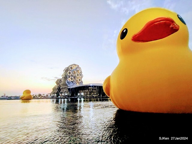 「黃色小鴨 Rubber Duck」由荷蘭藝術家霍夫曼(Florentijn Hofman)創作 exhibitied at Koashiung harbour from 2024.01.27 ~ 2024.02.25, by SJKen, Jan 27, 2024.