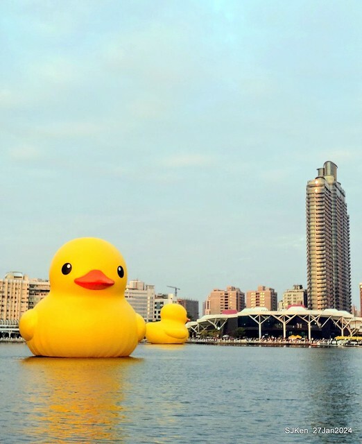 「黃色小鴨 Rubber Duck」由荷蘭藝術家霍夫曼(Florentijn Hofman)創作 exhibitied at Koashiung harbour from 2024.01.27 ~ 2024.02.25, by SJKen, Jan 27, 2024.