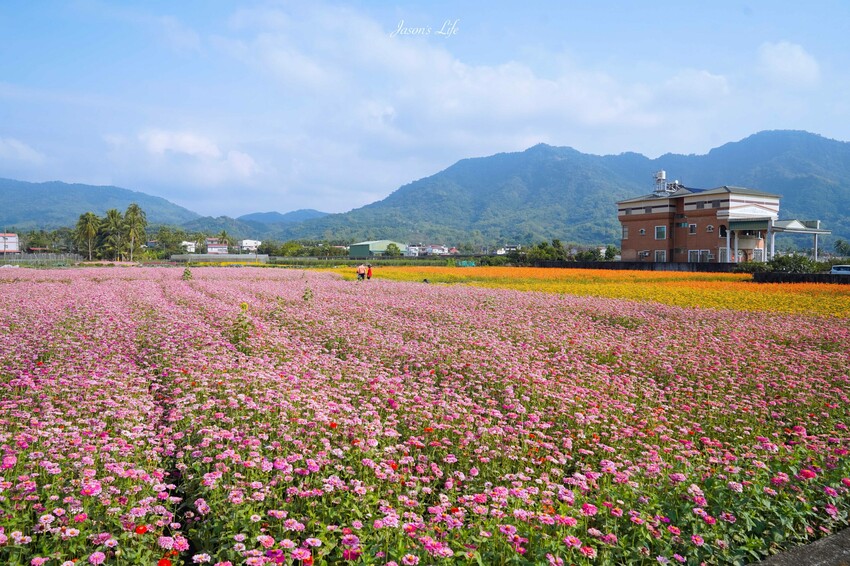 高雄市杉林區【高雄杉林｜景點】杉林花海。春節限定走春景點，一大片向日葵花海超壯觀，還有七彩波斯菊花海