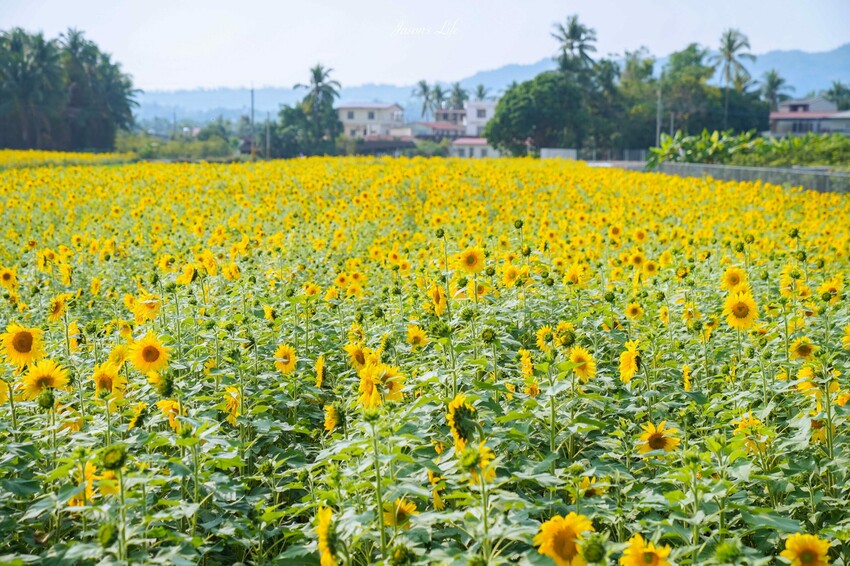 高雄市杉林區【高雄杉林｜景點】杉林花海。春節限定走春景點，一大片向日葵花海超壯觀，還有七彩波斯菊花海