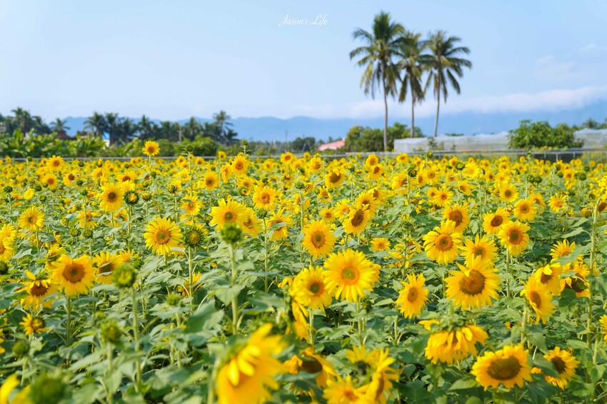 高雄市杉林區【高雄杉林｜景點】杉林花海。春節限定走春景點，一大片向日葵花海超壯觀，還有七彩波斯菊花海