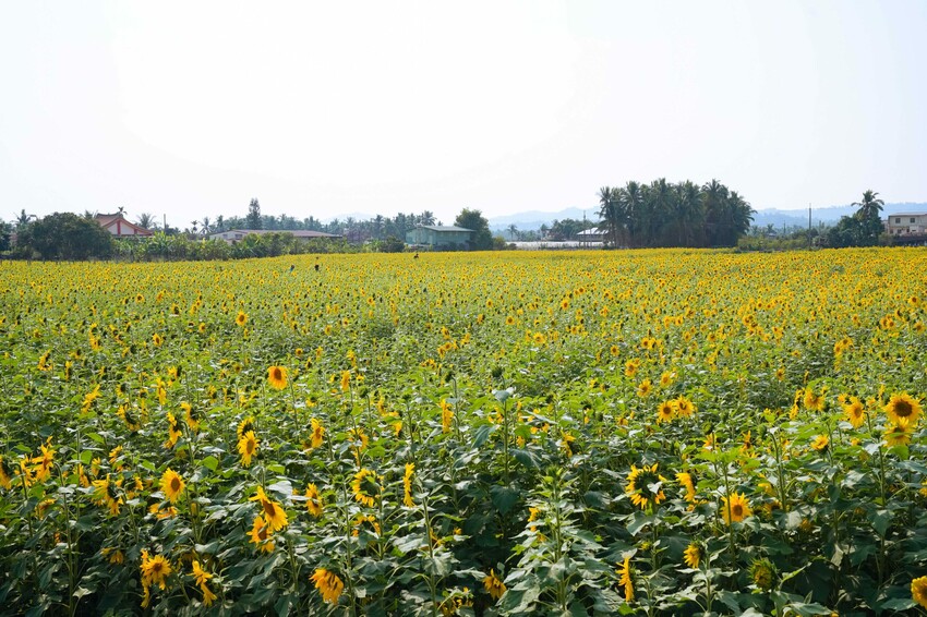 高雄市杉林區【高雄杉林｜景點】杉林花海。春節限定走春景點，一大片向日葵花海超壯觀，還有七彩波斯菊花海