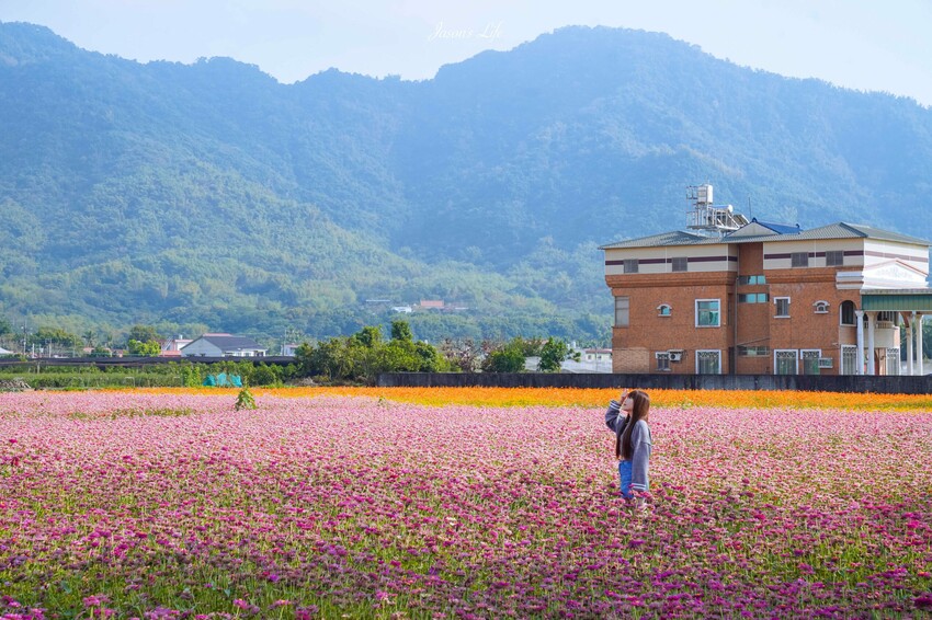 高雄市杉林區【高雄杉林｜景點】杉林花海。春節限定走春景點，一大片向日葵花海超壯觀，還有七彩波斯菊花海