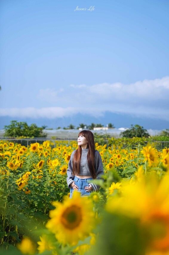 高雄市杉林區【高雄杉林｜景點】杉林花海。春節限定走春景點，一大片向日葵花海超壯觀，還有七彩波斯菊花海