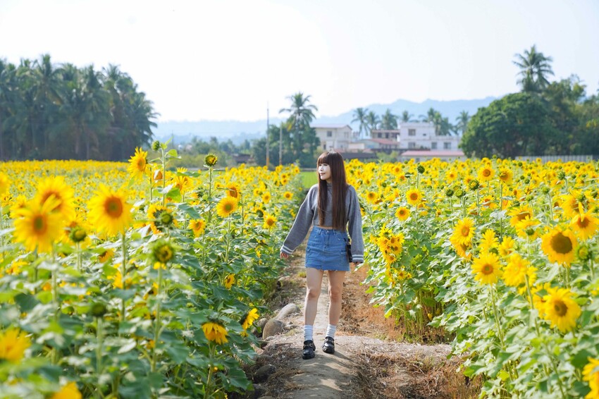 高雄市杉林區【高雄杉林｜景點】杉林花海。春節限定走春景點，一大片向日葵花海超壯觀，還有七彩波斯菊花海