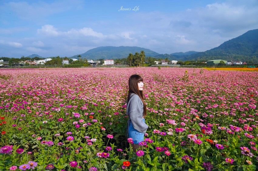 高雄市杉林區【高雄杉林｜景點】杉林花海。春節限定走春景點，一大片向日葵花海超壯觀，還有七彩波斯菊花海